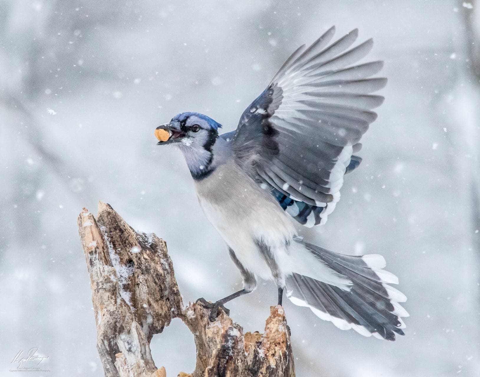 Blue Jay (Cyanocitta cristata) displaying aerobatic prowess while feeding