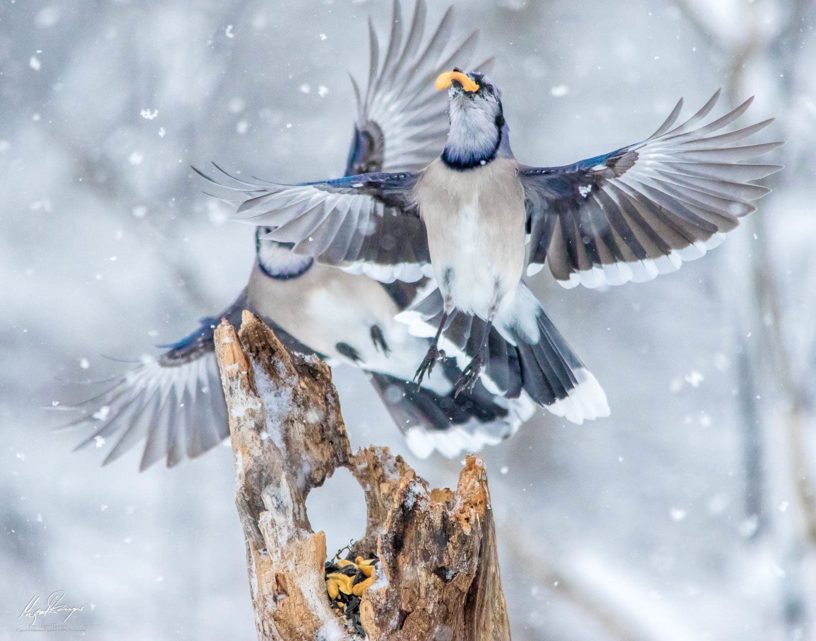 Dancing Blue Jays (Cyanocitta cristata)