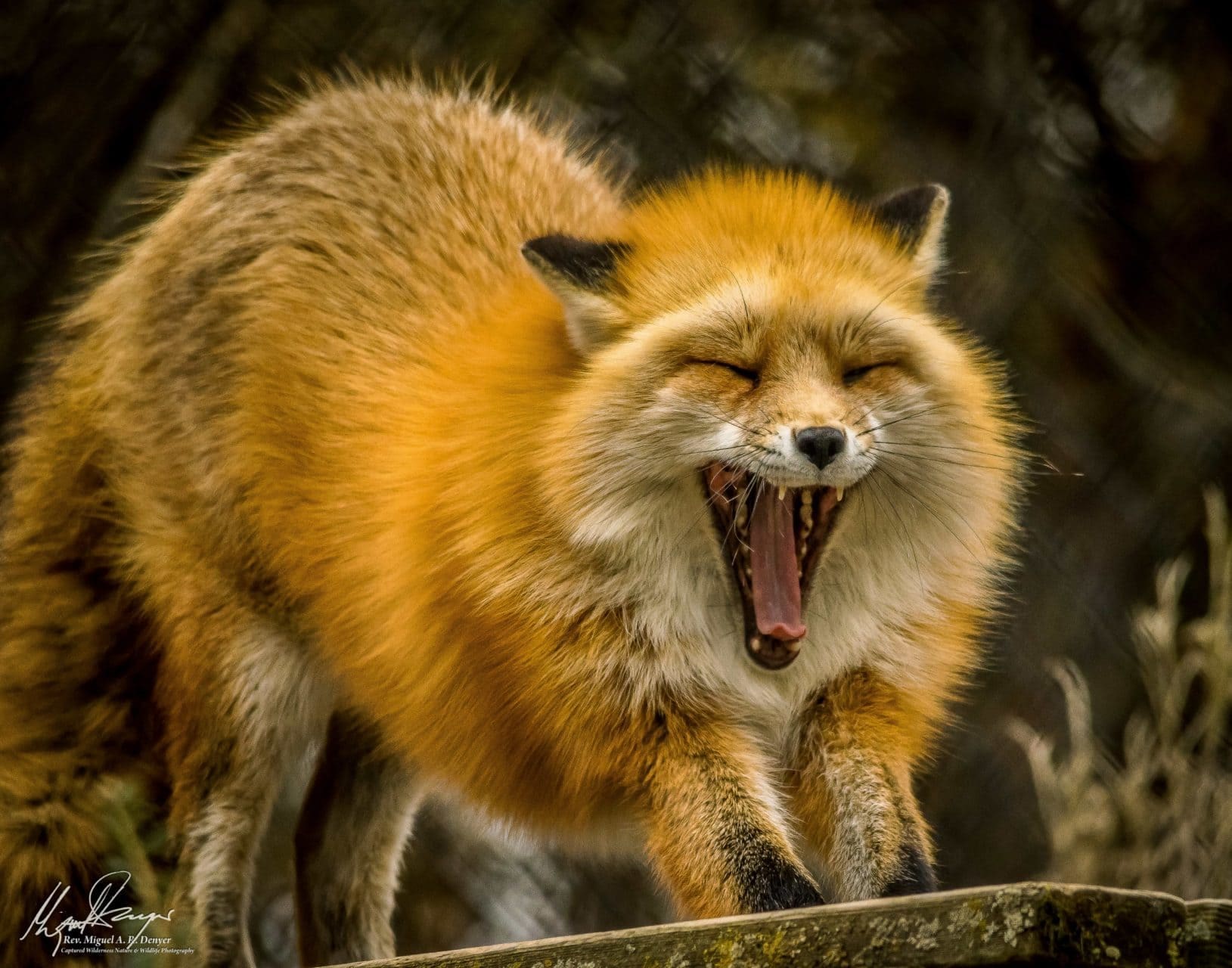 Red Fox (Vulpes vulpes) yawning