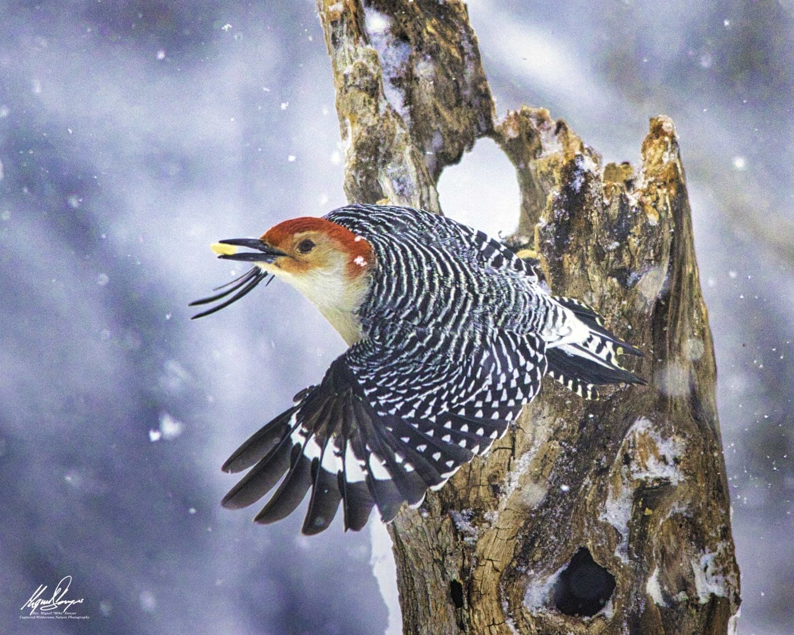 Red-bellied Woodpecker (Melanerpes carolinus) in flight