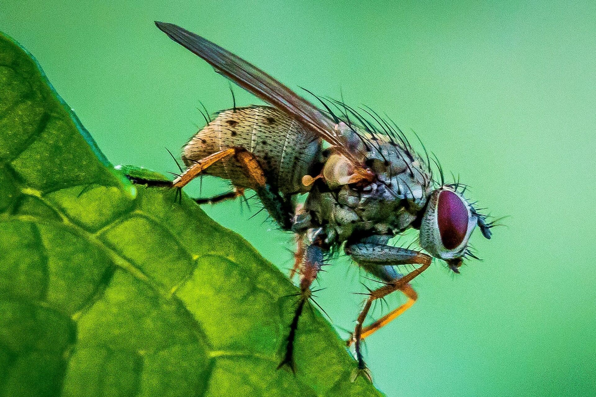 Muscid Fly