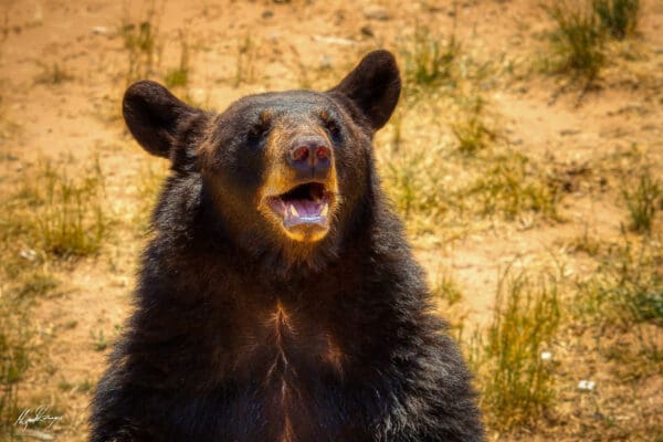 Black Bear (Ursus americanus)