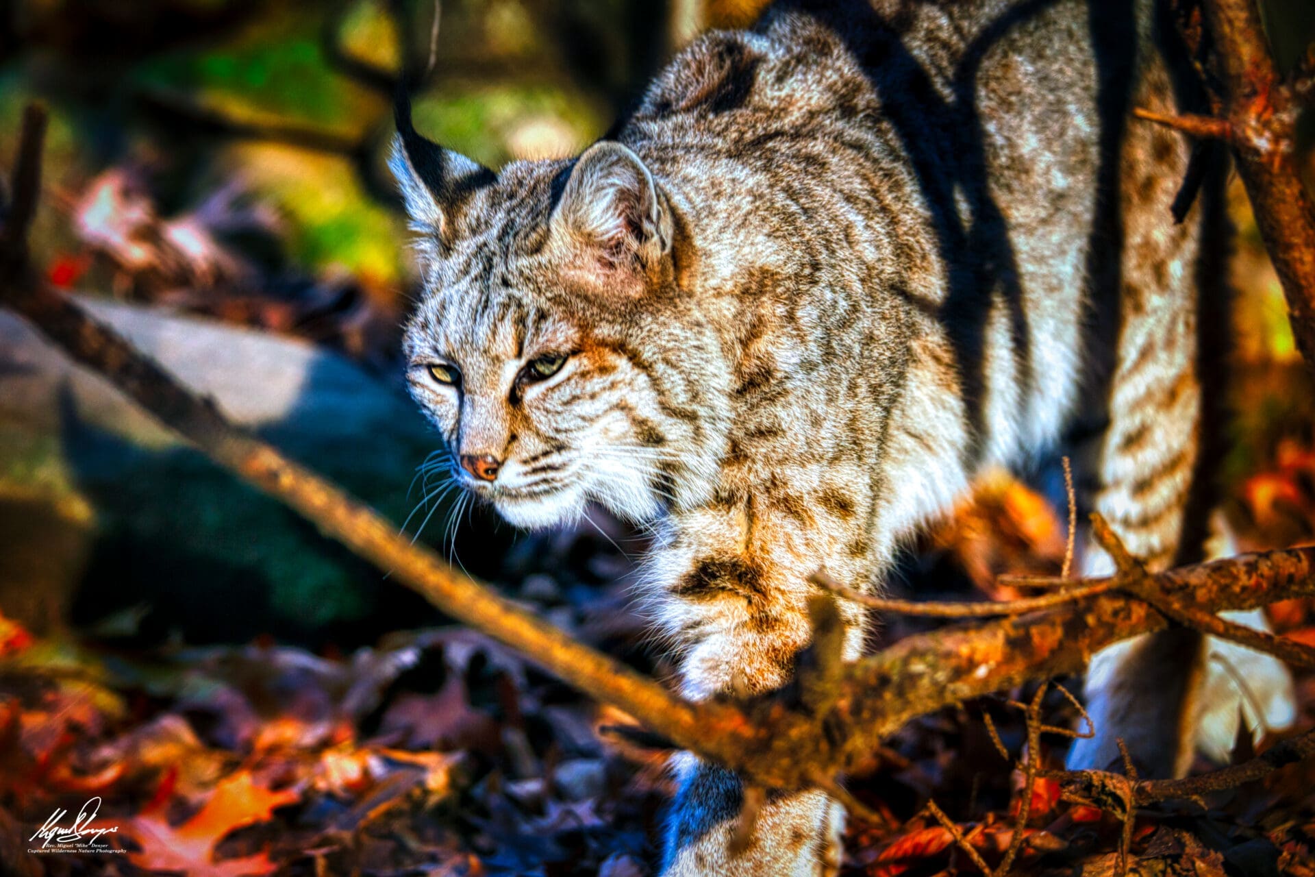 Bobcat (Lynx rufus) on the prowl