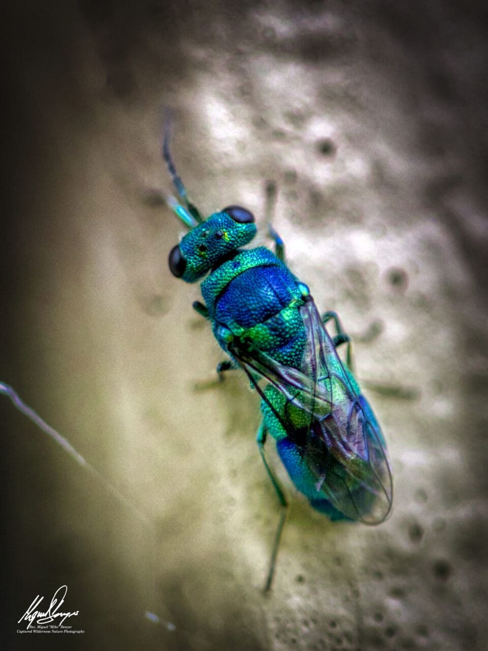 Green Cuckoo Wasp (Chrysis angolensis)