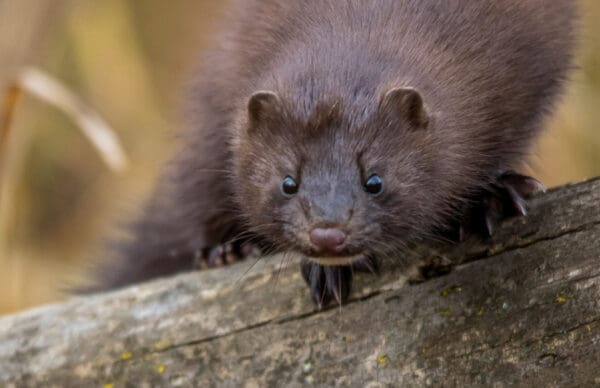 American Mink (Neovison vison) paying close attention