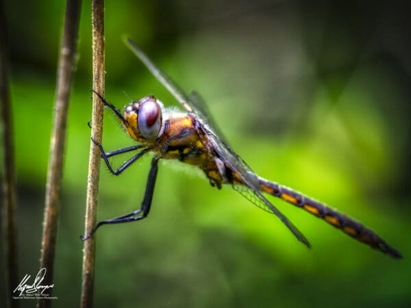 Mocha Emerald Dragonfly (Somatochlora linearis)