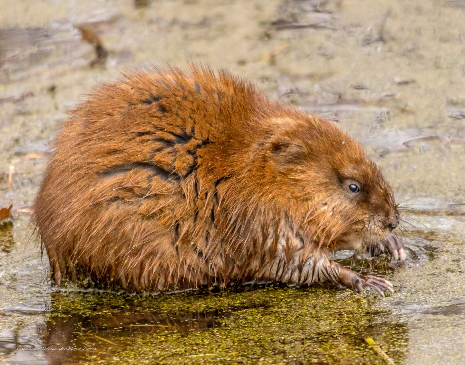 Muskrat