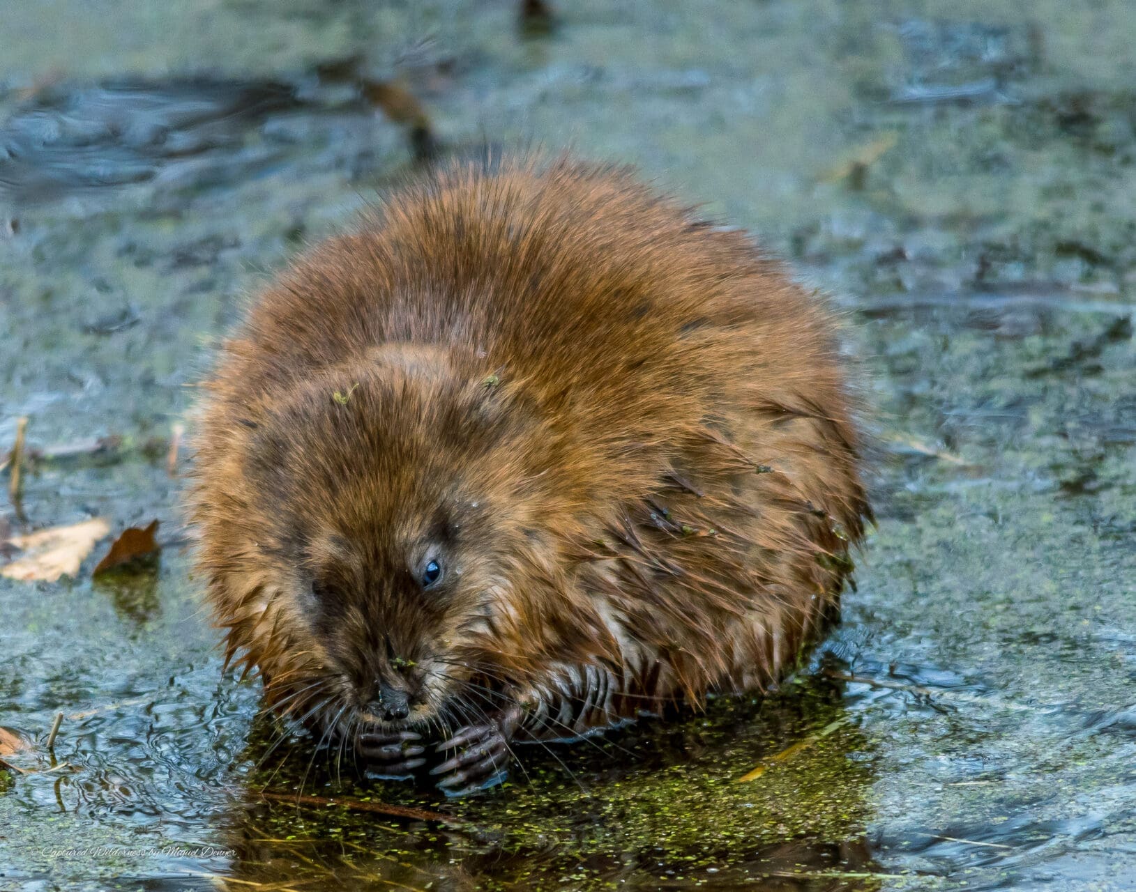 Muskrat