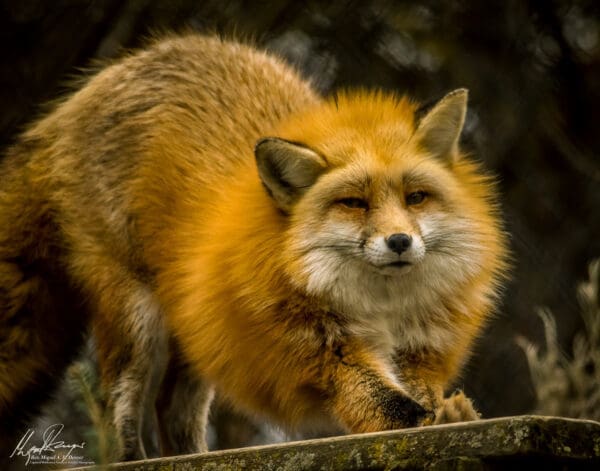 Red Fox (Vulpes vulpes)