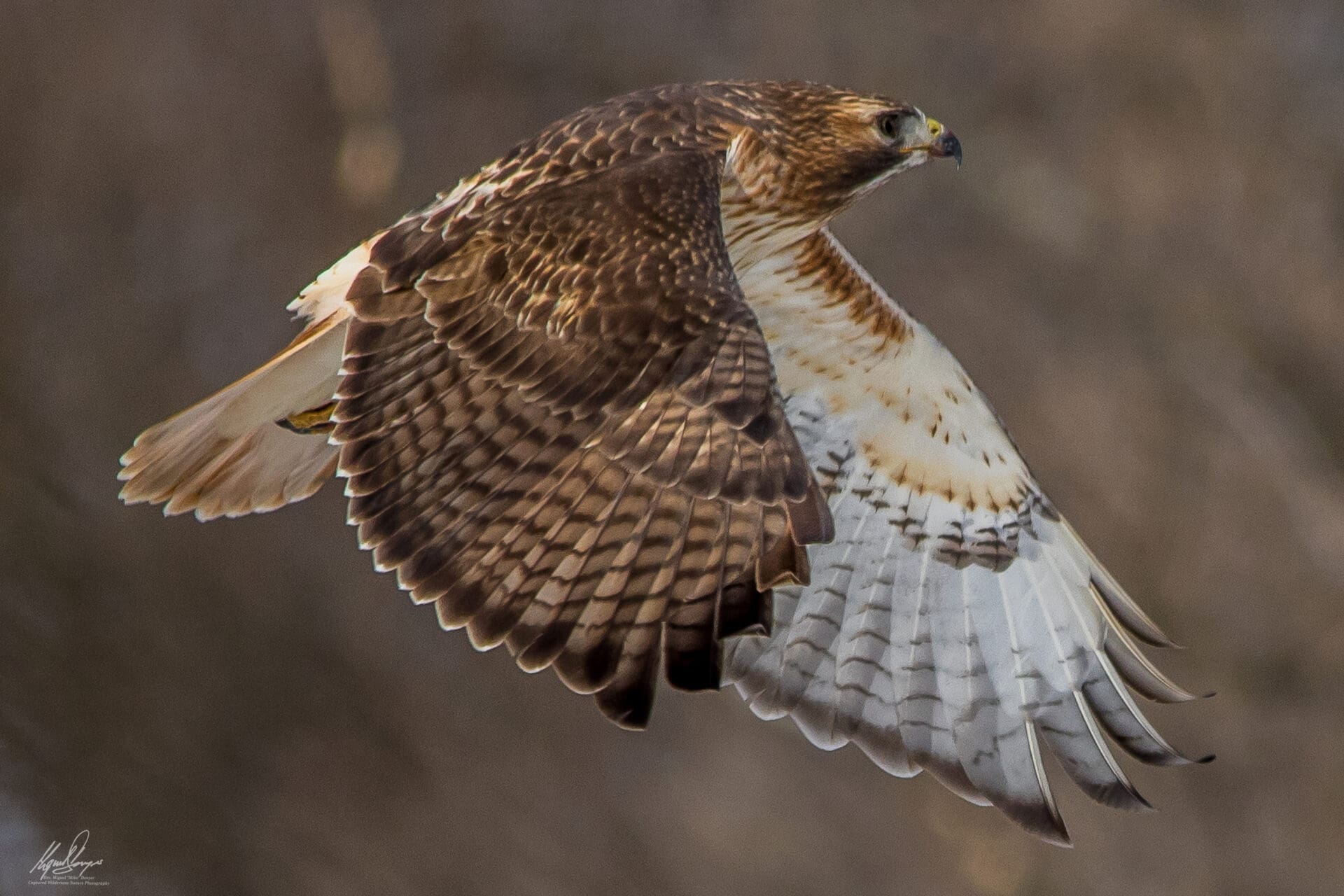 Red-tailed Hawk (Buteo jamaicensis)